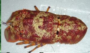 lobster Kipas di jakarta_Pembeli Lobster Bambu di Jakarta_Kalimantan_Palu_Harga Lobster Pasir di Medan-crop